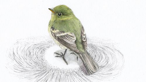 Drawing of a small green bird standing on a surface that looks like the field lines of the earth's magnetic field. 